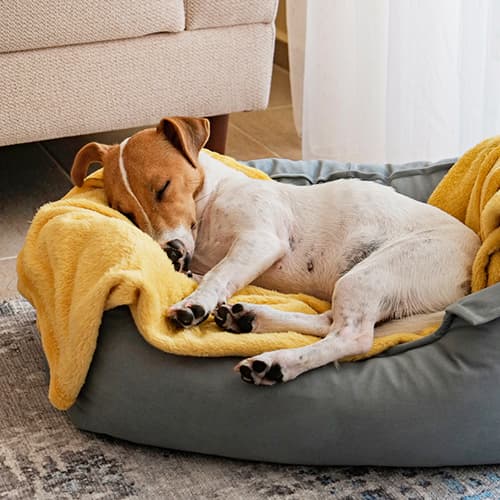 Dog Beds, Bedding & Rugs