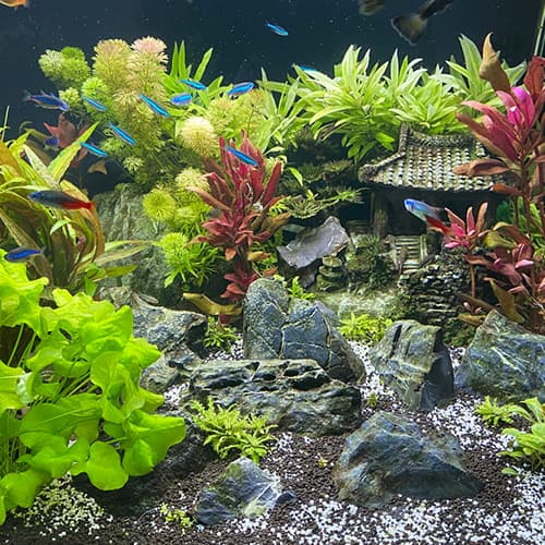 Fish Tank Decorations & Substrate