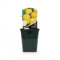 Premium Pot Veg Cucumber 'Crystal Lemon' 8.5cm