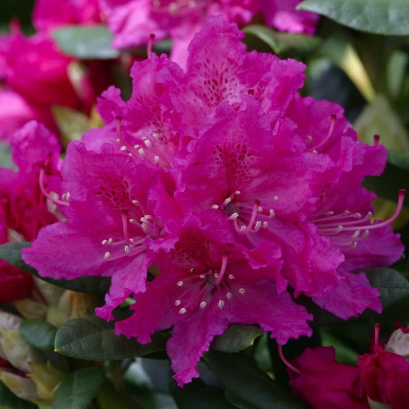 Rhododendron 'Rocket' 7.5 Litres