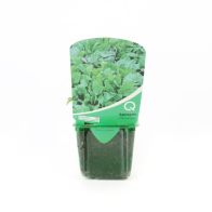 Spinach 'Perpetual' Strip Pack 