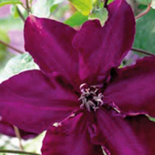 Clematis 'Amethyst Beauty' 3 Litres