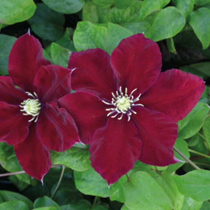 Clematis 'Charmaine' 3 Litres