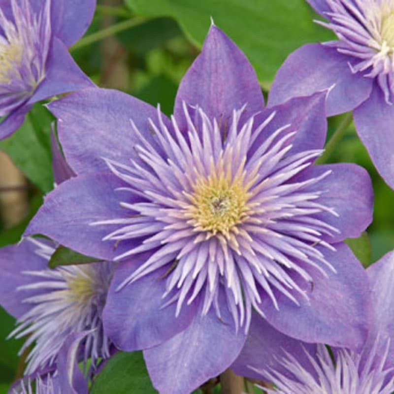 Clematis 'Crystal Fountain' 3 Litres