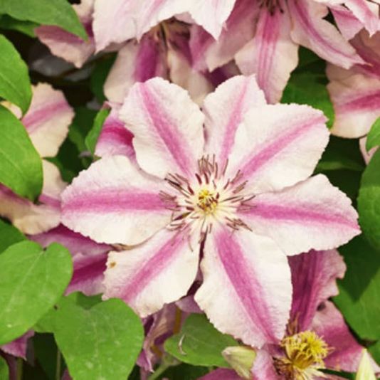 Clematis 'Ooh Lala' 3 Litres