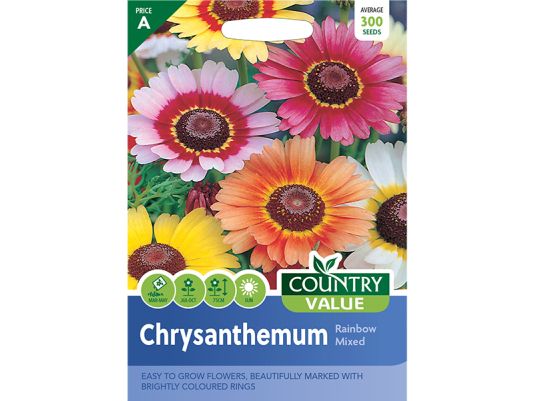 Chrysanthemum 'Rainbow Mixed' Seeds