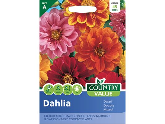Dahlia 'Dwarf Double Mixed' Seeds