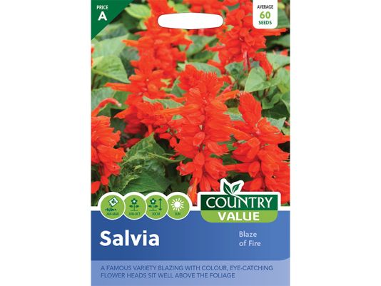 Salvia 'Blaze of Fire' Seeds