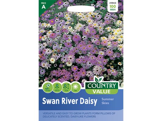 Brachycome (Swan River Daisy) 'Summer Skies' Seeds