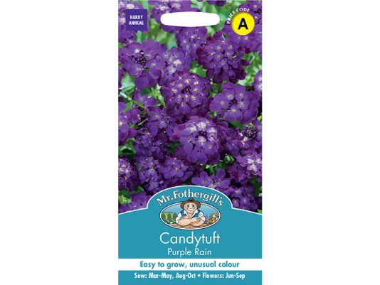Candytuft 'Purple Rain' Seeds