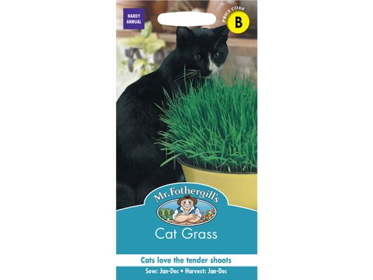 Avena sativa (Cat Grass) Seeds