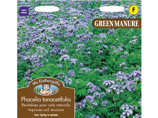 Green Manure Phacelia tanacetifolia Seeds