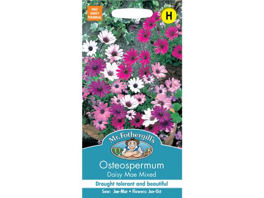 Osteospermum 'Daisy Mae' Mixed Seeds