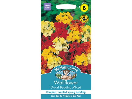 Wallflower 'Dwarf Bedding Mixed' Seeds
