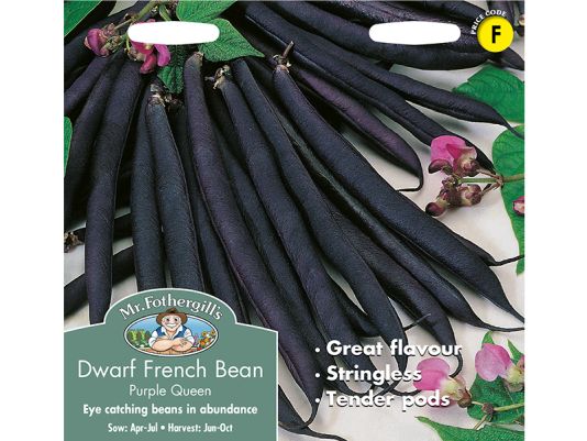 Dwarf French Bean 'Purple Queen' Seeds