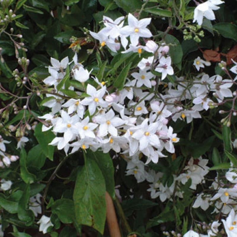 Solanum jasminoides 'Album Variegatum'