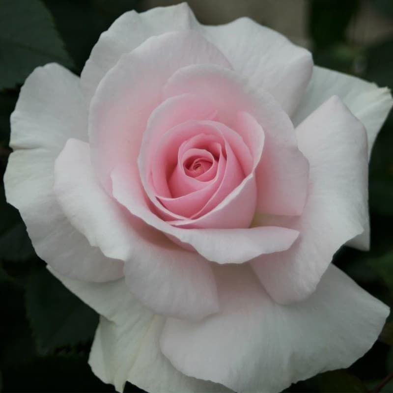 Bush Rose 'A Whiter Shade of Pale' 3 Litres