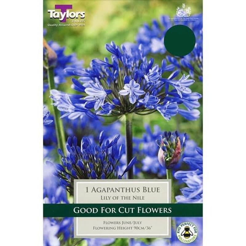 Agapanthus 'Blue'
