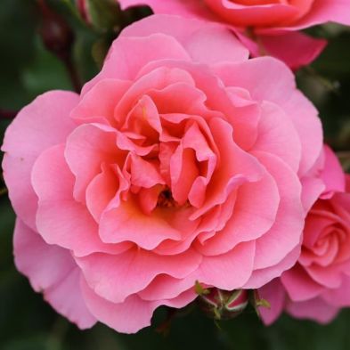 Bush Rose 'Anne'S Rose' 3 Litres