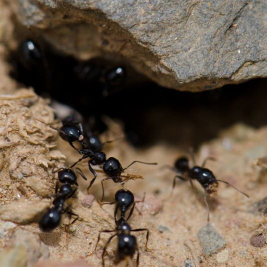 Ant Control - 10 Million nematodes - Treats 20m2 or 20 Nests