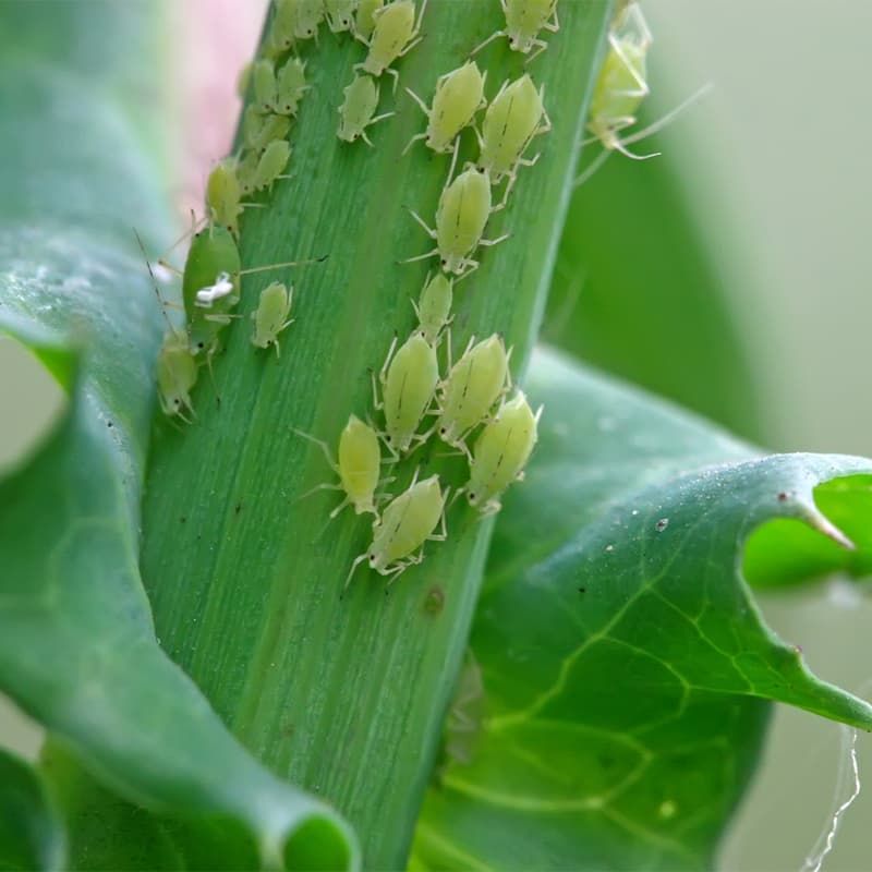 Aphid Control - 500 Lacewing Larvae Treats 50m2