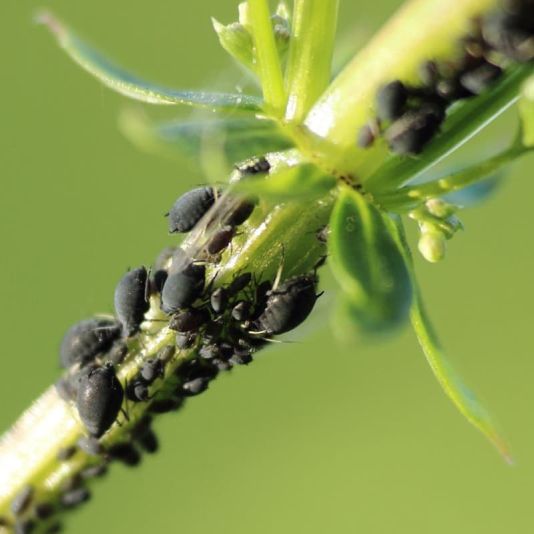 Aphid Control - Ladybird Larvae 100 - Larvae Treats 10m2