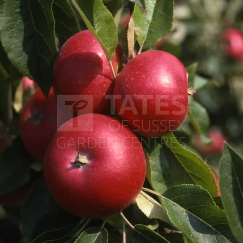 Apple (Malus) 'Discovery' Patio 11.5 Litres M27