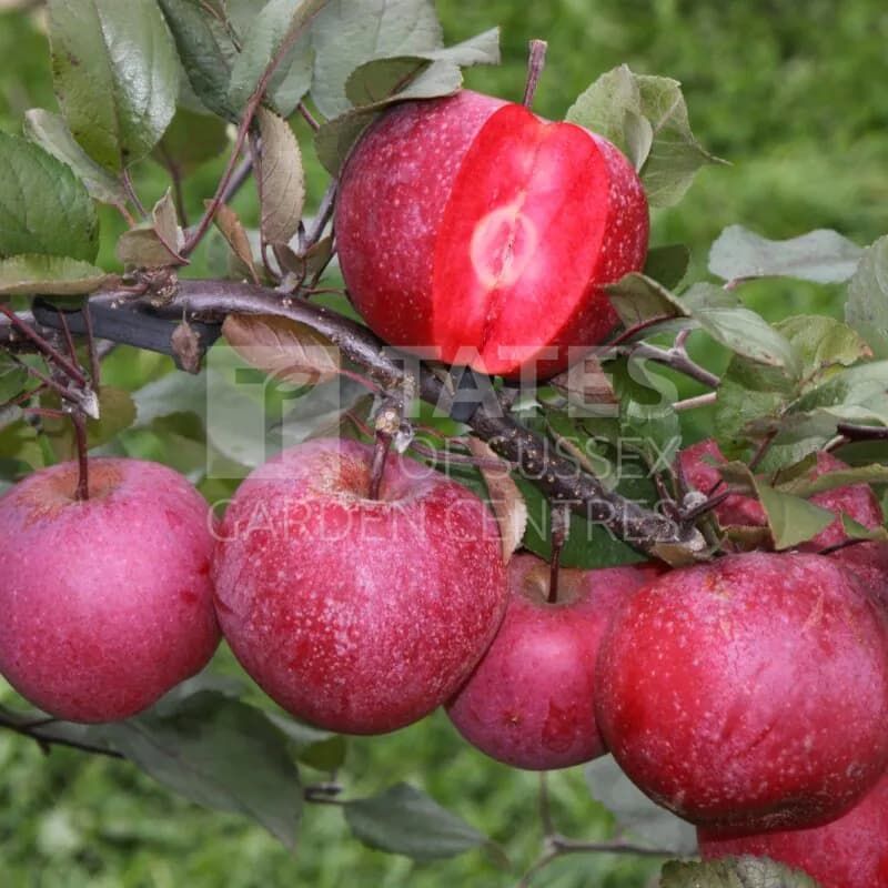 Apple (Malus) 'Tickled Pink' Patio 11.5 Litres M27