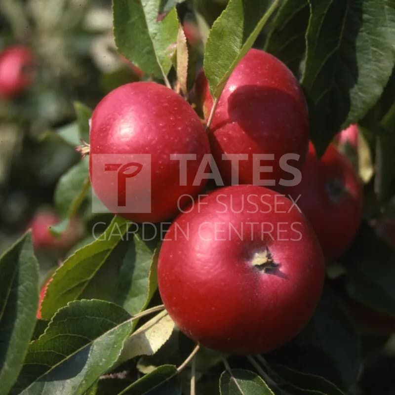 Apple (Malus) 'Discovery' Espalier Trained 12 Litres MM106
