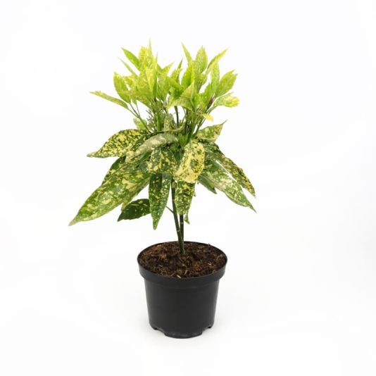 Aucuba japonica 'Crotonifolia' 3 Litres