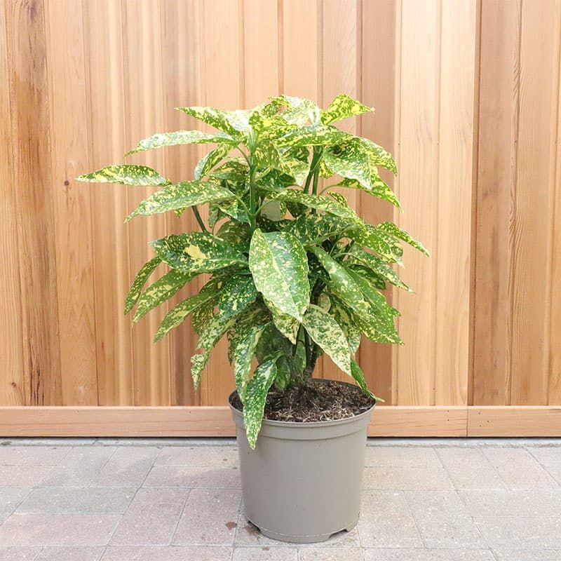 Aucuba japonica 'Crotonifolia' 7.5 Litres