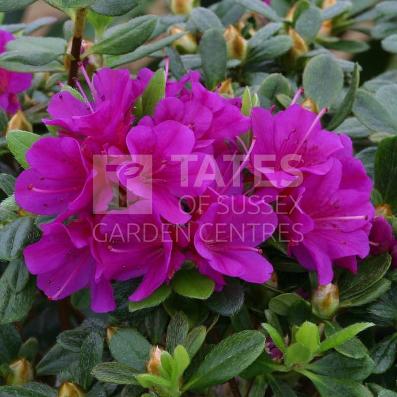 Azalea 'Geisha Purple' Planter