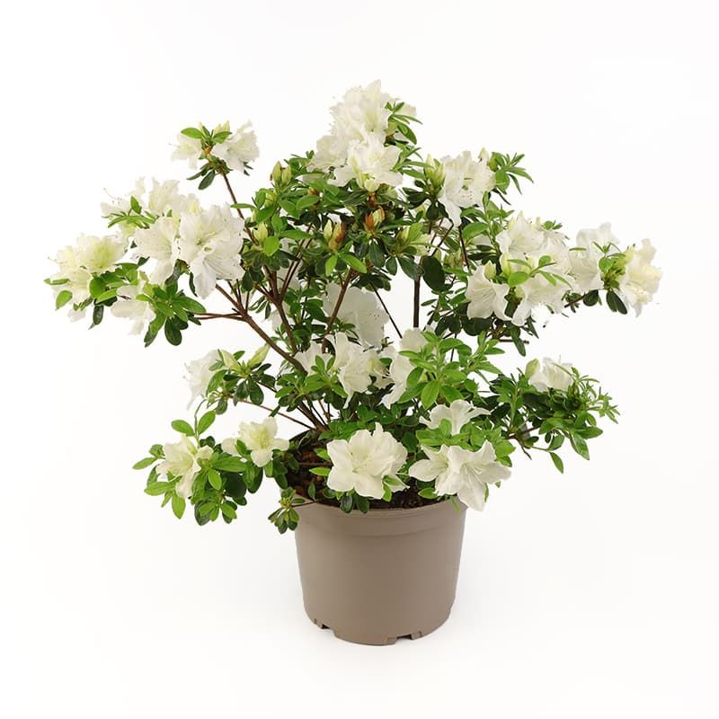 Azalea (evergreen)s 'Pleasant White' 3 Litres