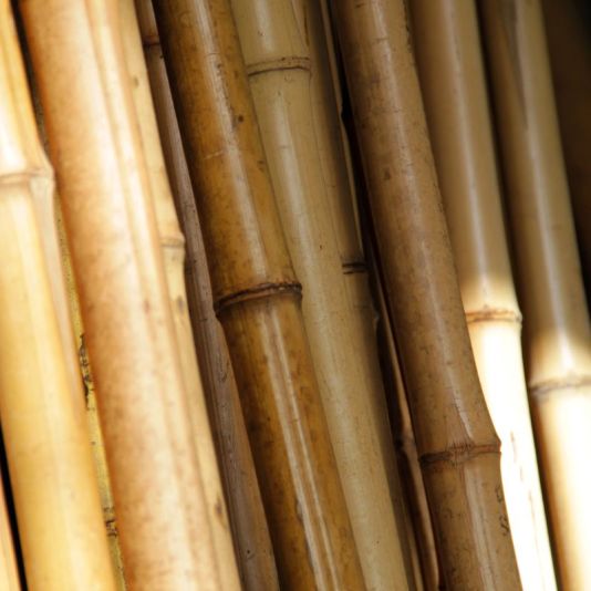 Bamboo Canes 180cm Pack of 10