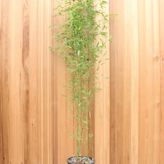 Bambusa Phyllostachys bissettii 18 Litres 150/200