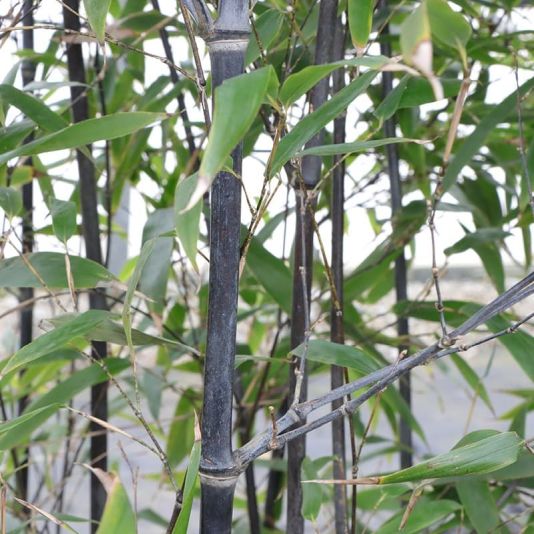 Bambusa Phyllostachys nigra 200/250cm 30 Litres