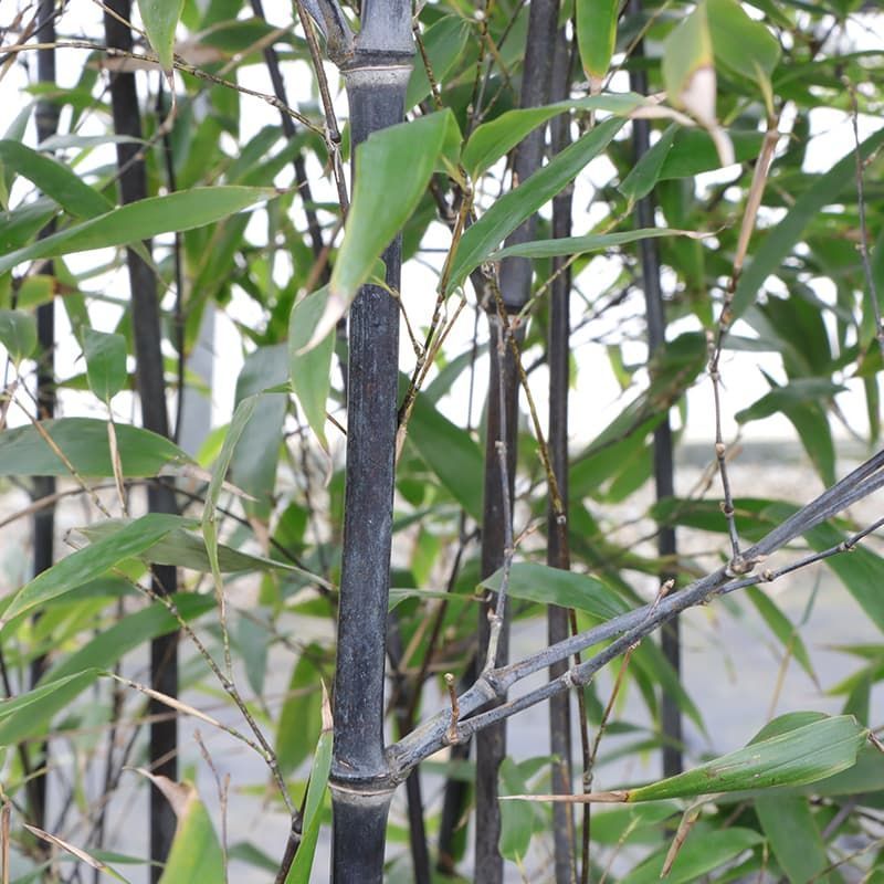 Bambusa Phyllostachys nigra 200/250cm 30 Litres