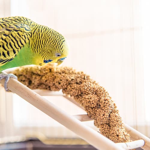 Bird Food & Treats