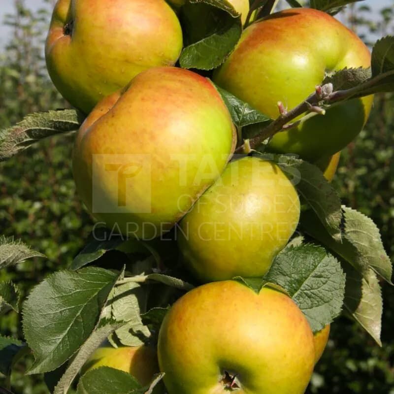 Apple (Malus) 'Bramley's Seedling' Bush 12 Litres MM106