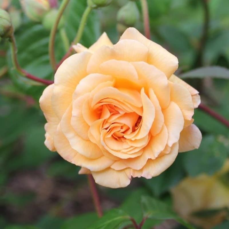 Peter Beales Rose 'Buff Beauty' 4 Litres
