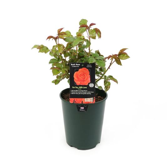 Bush Rose 'For You with Love' 3 Litres