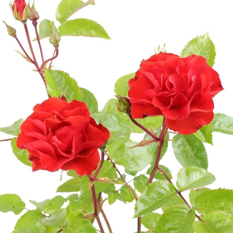 Bush Rose 'Precious Love' 3 Litres - Roses - Tates