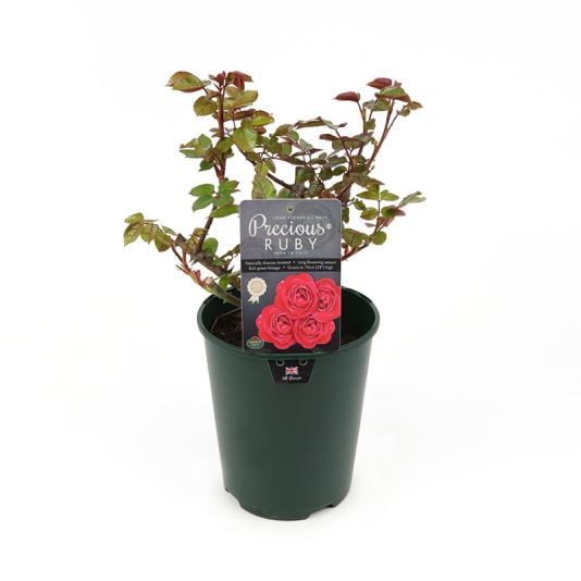 Bush Rose 'Precious Ruby' 3 Litres