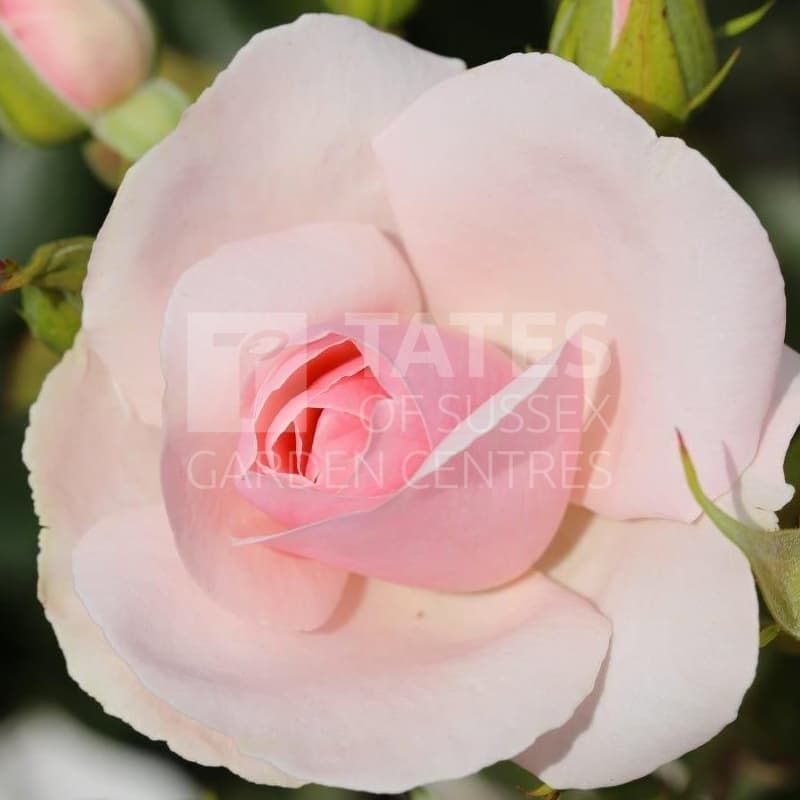 Bush Rose 'Many Happy Returns' 3 Litres - tradional-roses - Tates