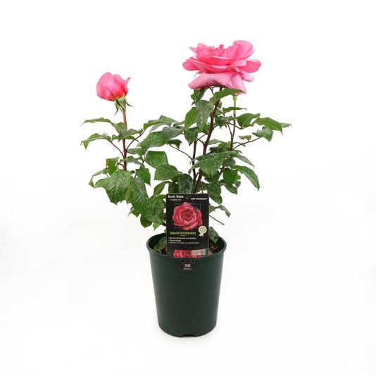 Bush Rose 'Special Anniversary' 3 Litres