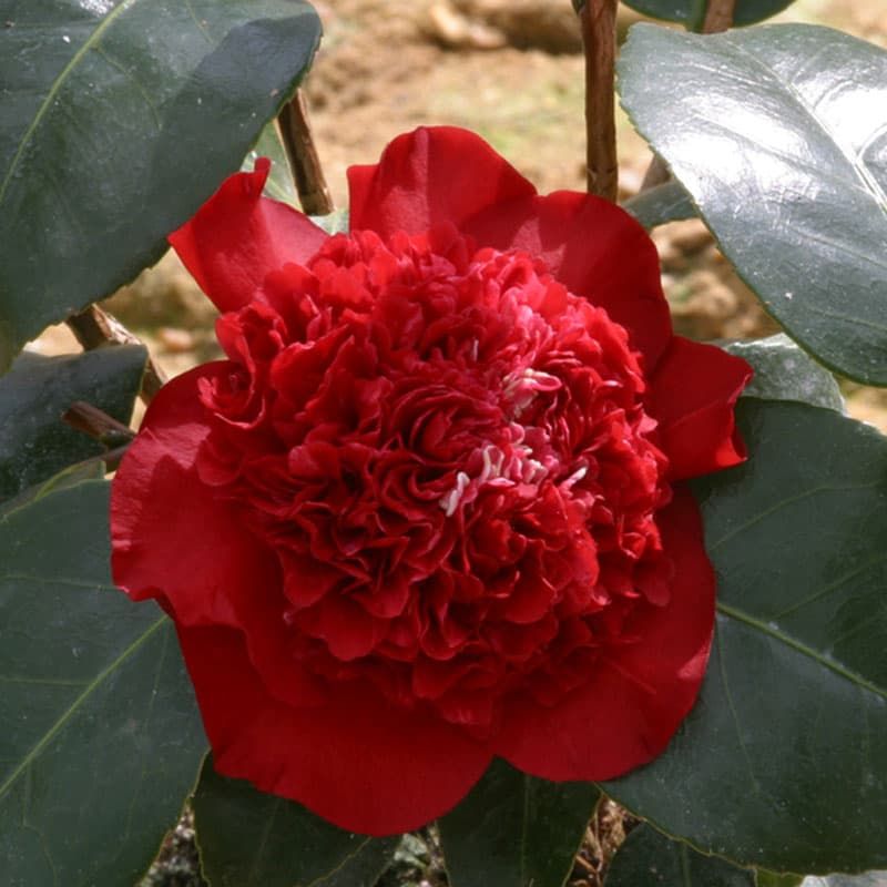 Camellia 'Ruby Wedding' 4 Litres