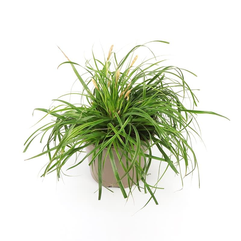 Carex oshimensis'Everlime' 2 Litres
