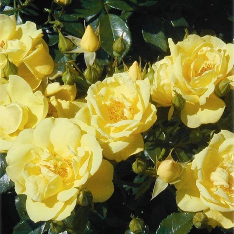 Flower Carpet Rose 'Gold' 3 Litres