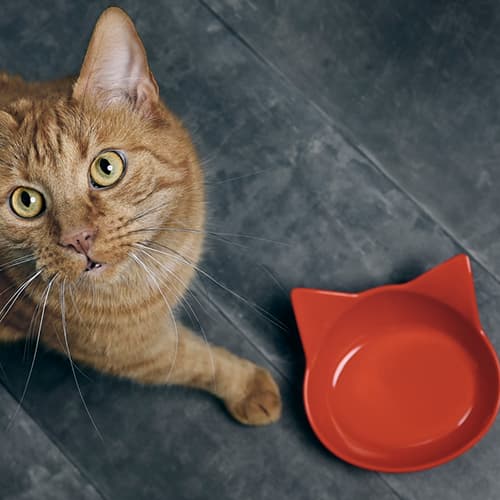Cat Bowls & Feeding