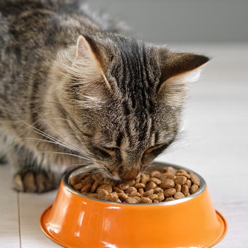 Cat Food & Treats